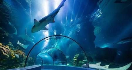 淮北水族馆vs祥龙鱼场（淮北市相山区龙鳞阁水族馆和淮北市相山区居龙坊水族馆） 全国水族馆企业名录 第3张