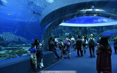 珠海水族馆vs祥龙鱼场（探讨珠海水族馆与祥龙鱼场之间的差异） 全国水族馆企业名录 第5张