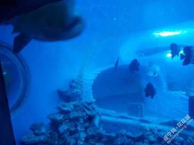 遂宁水族馆vs祥龙鱼场（遂宁水族馆与祥龙鱼场的区别） 全国水族馆企业名录 第3张