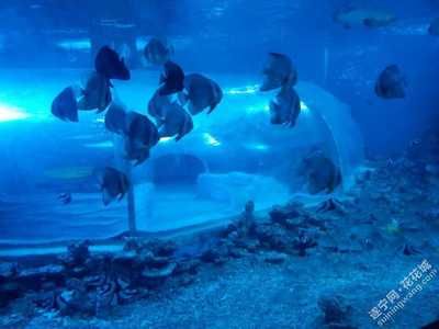 遂宁水族馆vs祥龙鱼场（遂宁水族馆与祥龙鱼场的区别） 全国水族馆企业名录 第4张