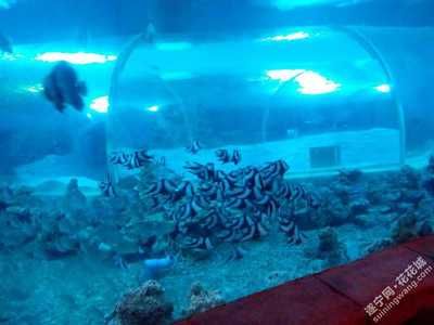 遂宁水族馆vs祥龙鱼场（遂宁水族馆与祥龙鱼场的区别） 全国水族馆企业名录 第5张