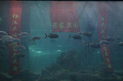 长春水族馆vs祥龙鱼场（长春水族馆和祥龙鱼场） 全国水族馆企业名录 第2张