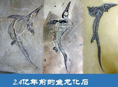 六盘水龙鱼vs祥龙鱼场（祥龙鱼场和六盘水龙鱼哪个好） 全国水族馆企业名录 第1张