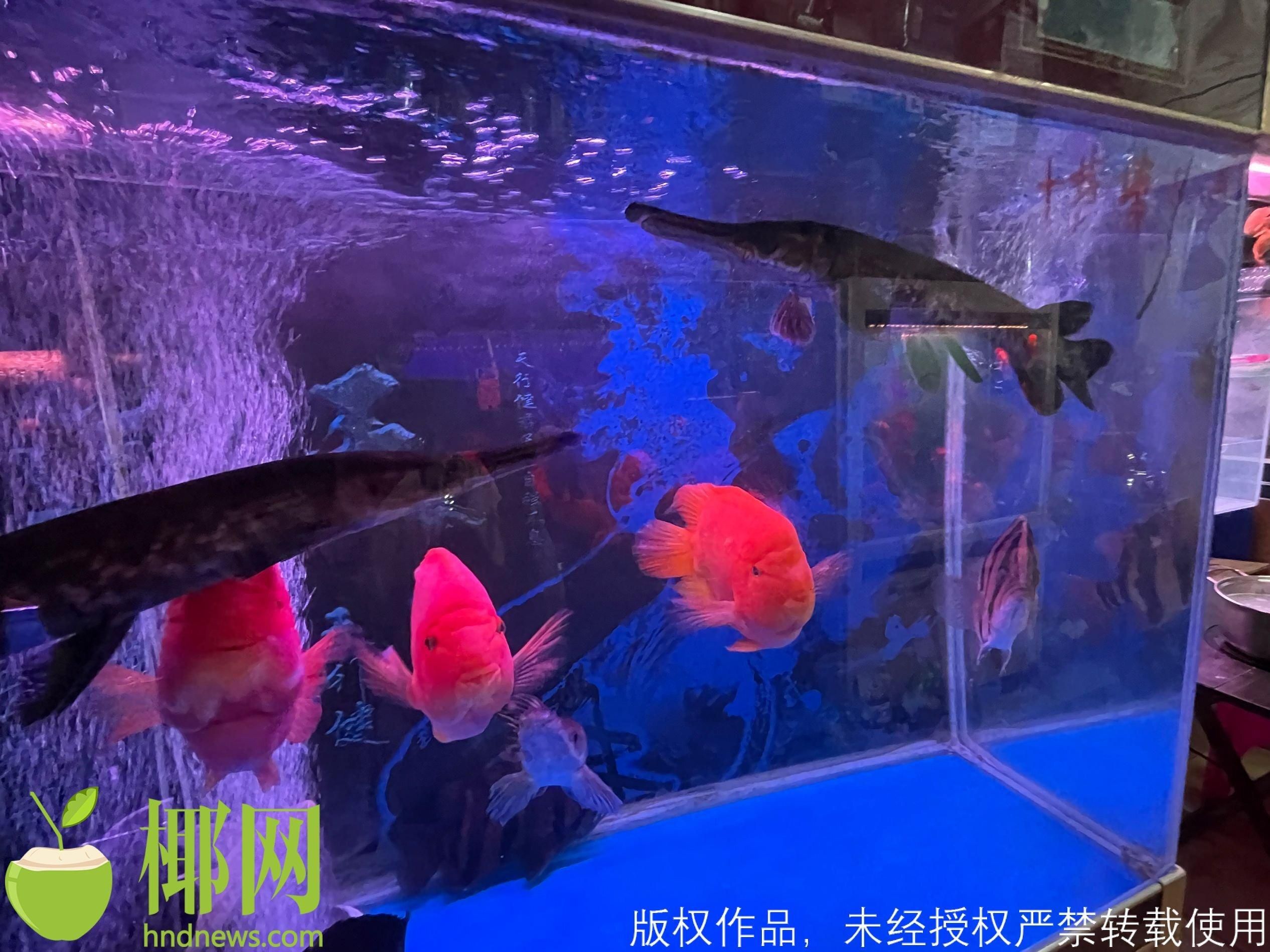 海口水族馆vs祥龙鱼场（海口水族馆与祥龙鱼场哪个好） 全国水族馆企业名录 第5张