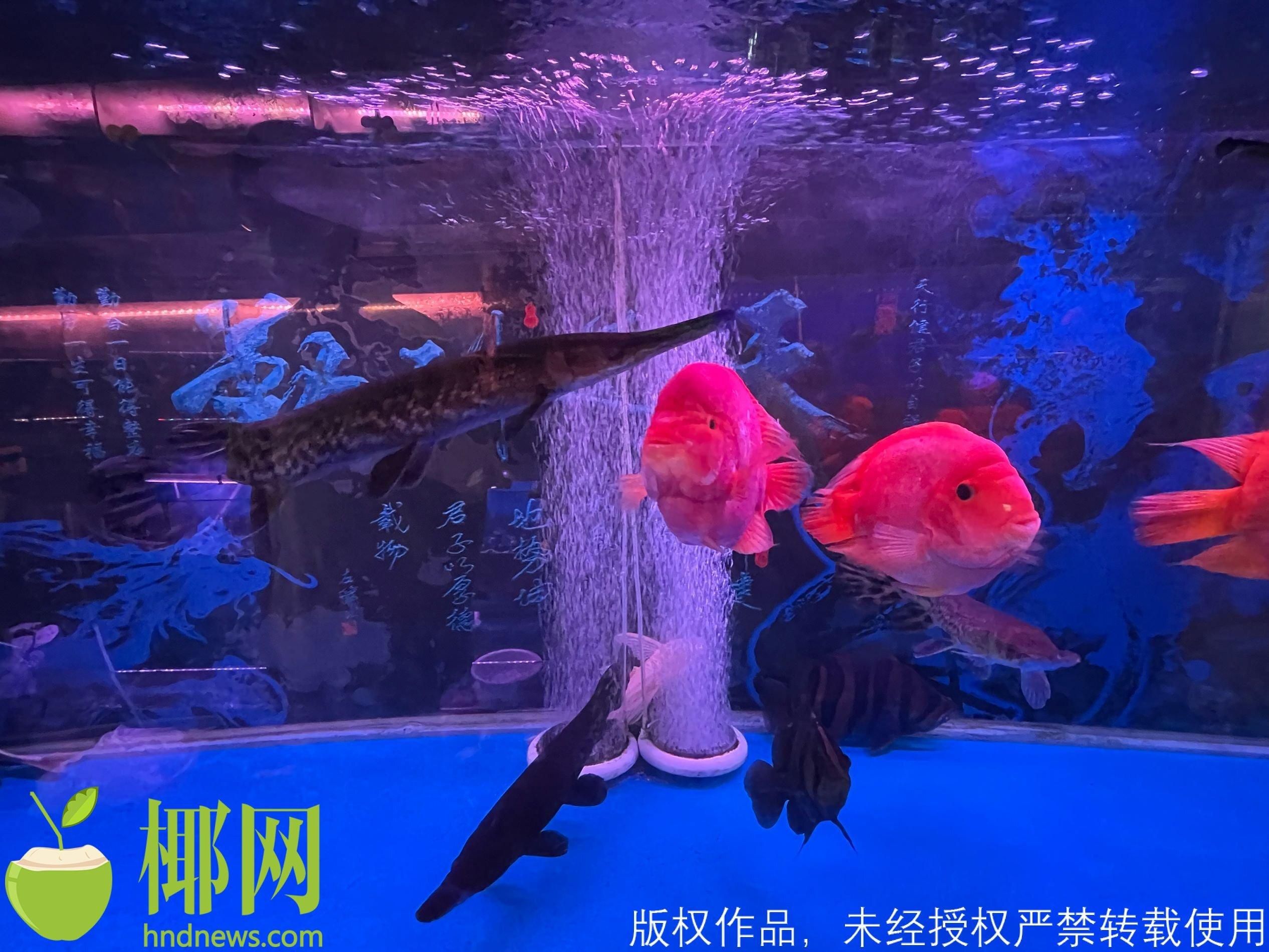 海口水族馆vs祥龙鱼场（海口水族馆与祥龙鱼场哪个好） 全国水族馆企业名录 第3张