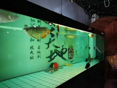 营口水族馆vs祥龙鱼场（营口水族馆和祥龙鱼场有什么区别？） 全国水族馆企业名录 第1张