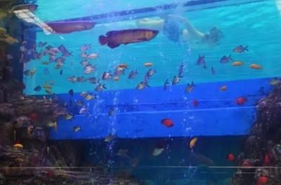 营口水族馆vs祥龙鱼场（营口水族馆和祥龙鱼场有什么区别？） 全国水族馆企业名录 第2张