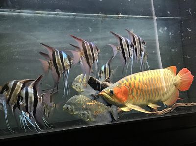 朝阳水族馆vs祥龙鱼场（北京朝阳水族馆和祥龙鱼场之前需要明确的性质和业务范围） 全国水族馆企业名录 第1张