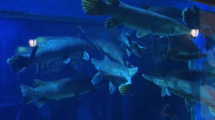 唐山水族馆vs祥龙鱼场（唐山水族馆和祥龙鱼场哪个好） 全国水族馆企业名录 第5张