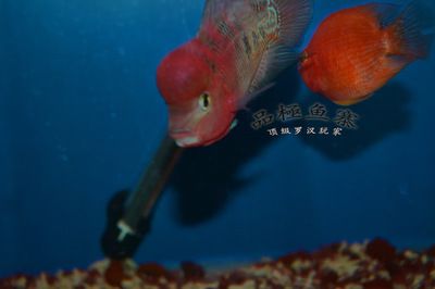 揭阳水族馆vs祥龙鱼场（探讨揭阳水族馆与祥龙鱼场之间的差异之前需要明确基本信息和特点） 全国水族馆企业名录 第3张