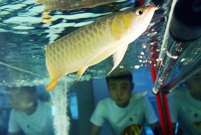 兰州龙鱼vs祥龙鱼场（兰州龙鱼祥龙鱼场） 全国水族馆企业名录 第1张