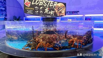 保定水族馆vs祥龙鱼场（保定水族馆位于河北省保定市提供观赏鱼的零售服务） 全国水族馆企业名录 第3张