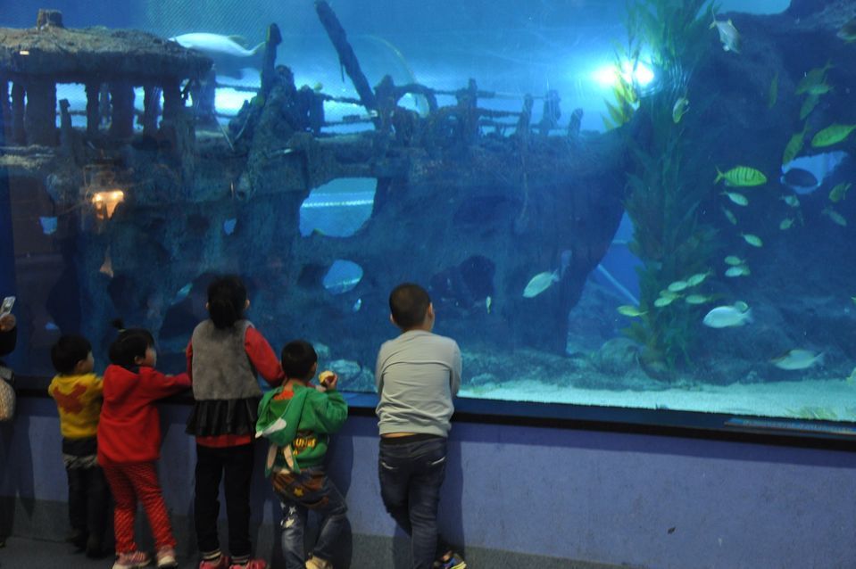 聊城水族馆vs祥龙鱼场（聊城水族馆和祥龙鱼场哪个好） 全国水族馆企业名录 第4张