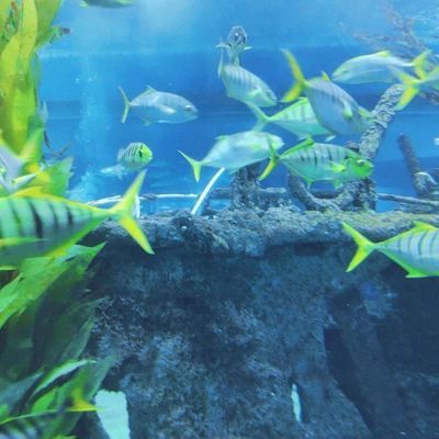 聊城水族馆vs祥龙鱼场（聊城水族馆和祥龙鱼场哪个好） 全国水族馆企业名录 第5张