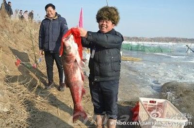 盘锦龙鱼vs祥龙鱼场（盘锦龙鱼与祥龙鱼场的具体差异，无法直接比较其具体差异） 全国水族馆企业名录 第4张