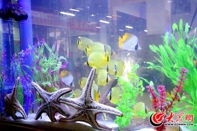 菏泽水族馆vs祥龙鱼场（山东菏泽水族馆和祥龙鱼场各有其特色和优势） 全国水族馆企业名录 第5张