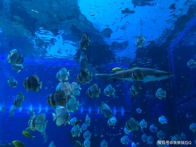 昆明水族馆vs祥龙鱼场（探讨昆明水族馆与祥龙鱼场之间的差异之前需要明确两者的基本信息） 全国水族馆企业名录 第3张