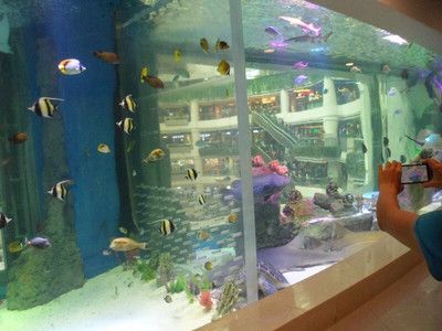 广州水族馆vs祥龙鱼场（广州水族馆与祥龙鱼场有什么区别？） 全国水族馆企业名录 第1张