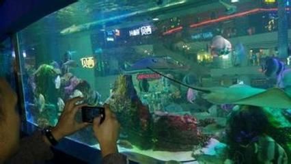 广州水族馆vs祥龙鱼场（广州水族馆与祥龙鱼场有什么区别？） 全国水族馆企业名录 第2张