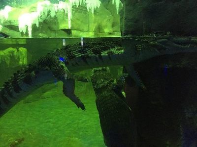 石家庄水族馆vs祥龙鱼场（石家庄水族馆与祥龙鱼场各有其特色和侧重点） 全国水族馆企业名录 第4张