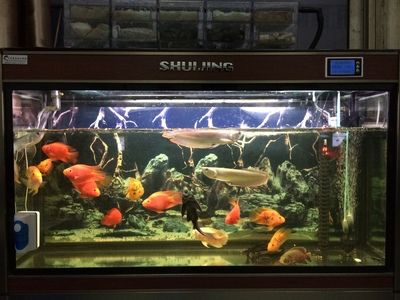 盐城水族馆vs祥龙鱼场（盐城水族馆与祥龙鱼场之间的差异之前，我们需要明确两者的主要业务和特点） 全国水族馆企业名录 第2张