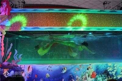 资阳水族馆vs祥龙鱼场（资阳市雁江区有两个知名的水族馆） 全国水族馆企业名录 第4张