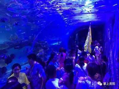 资阳水族馆vs祥龙鱼场（资阳市雁江区有两个知名的水族馆） 全国水族馆企业名录 第2张