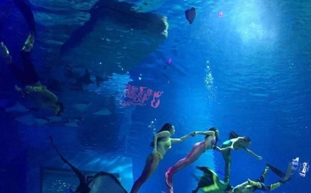 武汉水族馆vs祥龙鱼场（探讨武汉水族馆与祥龙鱼场之间的差异时） 全国水族馆企业名录 第5张