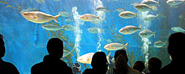 武汉水族馆vs祥龙鱼场（探讨武汉水族馆与祥龙鱼场之间的差异时） 全国水族馆企业名录 第1张