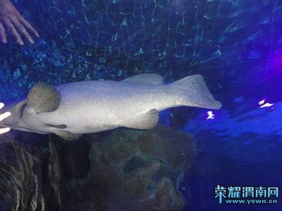 渭南水族馆vs祥龙鱼场（渭南水族馆和祥龙鱼场各有侧重） 全国水族馆企业名录 第2张