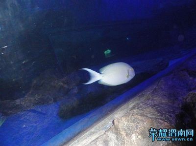 渭南水族馆vs祥龙鱼场（渭南水族馆和祥龙鱼场各有侧重） 全国水族馆企业名录 第3张