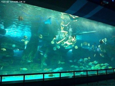 济南水族馆vs祥龙鱼场（探讨济南水族馆与祥龙鱼场之间的差异，我们需要明确两者的基本信息） 全国水族馆企业名录 第4张