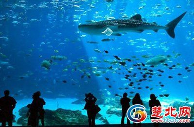 随州水族馆vs祥龙鱼场（探讨随州水族馆与祥龙鱼场之间的差异之前我们需要明确两者的基本信息和特点） 全国水族馆企业名录 第2张