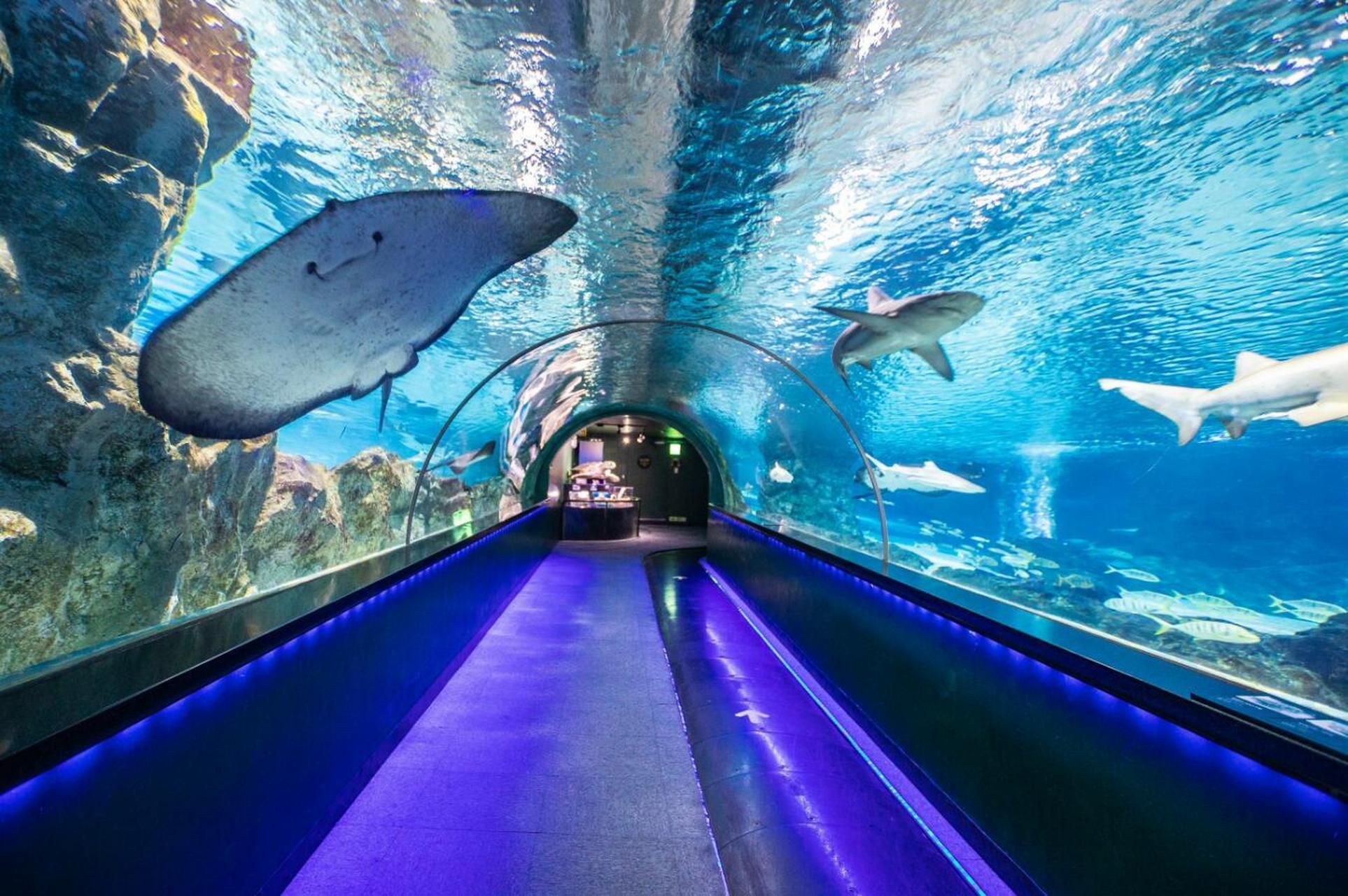 连云港水族馆vs祥龙鱼场（探讨连云港水族馆与祥龙鱼场之间的差异之前需要明确两者的基本信息和特点） 全国水族馆企业名录 第1张