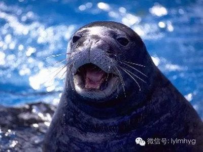 通化水族馆vs祥龙鱼场（探讨通化水族馆与祥龙鱼场之间的差异，我们需要明确两者的主要业务和特点） 全国水族馆企业名录 第1张