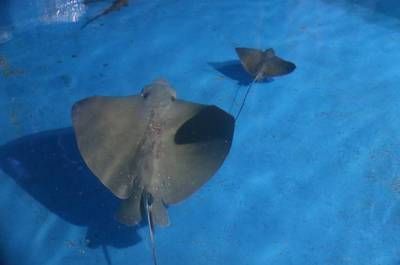 烟台水族馆vs祥龙鱼场（烟台水族馆与祥龙鱼场） 全国水族馆企业名录 第2张