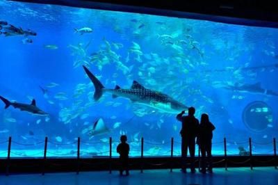 烟台水族馆vs祥龙鱼场（烟台水族馆与祥龙鱼场） 全国水族馆企业名录 第1张