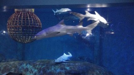 烟台水族馆vs祥龙鱼场（烟台水族馆与祥龙鱼场） 全国水族馆企业名录 第4张