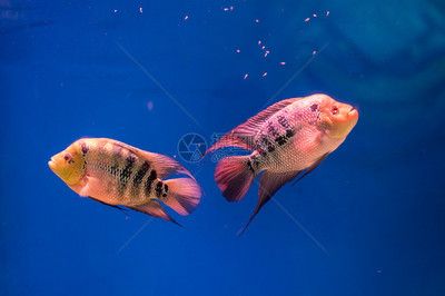 宿迁水族馆vs祥龙鱼场（宿迁水族馆和祥龙鱼场哪个好） 全国水族馆企业名录 第1张