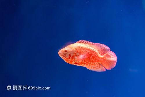 宿迁水族馆vs祥龙鱼场（宿迁水族馆和祥龙鱼场哪个好） 全国水族馆企业名录 第4张