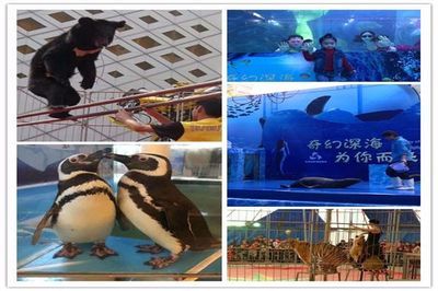 济宁水族馆vs祥龙鱼场（探讨济宁水族馆与祥龙鱼场之间的差异之前需要明确两者的基本信息） 全国水族馆企业名录 第1张