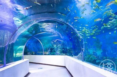 沧州水族馆vs祥龙鱼场（沧州地区的水族馆和祥龙鱼场对比分析） 全国水族馆企业名录 第4张