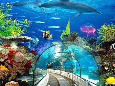 黄石水族馆vs祥龙鱼场（黄石水族馆与祥龙鱼场之间的关系） 全国水族馆企业名录 第2张