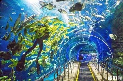 嘉兴水族馆vs祥龙鱼场（嘉兴并没有水族馆，祥龙鱼场是一家专业的龙鱼养殖和销售企业） 全国水族馆企业名录 第3张