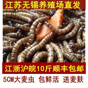 南通龙鱼vs祥龙鱼场（什么是南通龙鱼） 全国水族馆企业名录