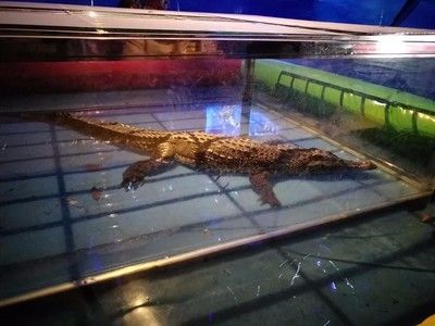 汕头水族馆vs祥龙鱼场（汕头水族馆与祥龙鱼场各有其特点和优势） 全国水族馆企业名录 第2张