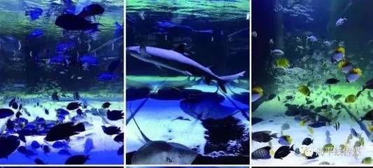 汕头水族馆vs祥龙鱼场（汕头水族馆与祥龙鱼场各有其特点和优势） 全国水族馆企业名录 第5张