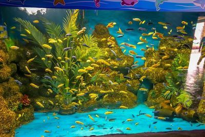 韶关水族馆vs祥龙鱼场（探讨韶关水族馆与祥龙鱼场之间的差异之前需要明确两者的基本信息） 全国水族馆企业名录 第1张