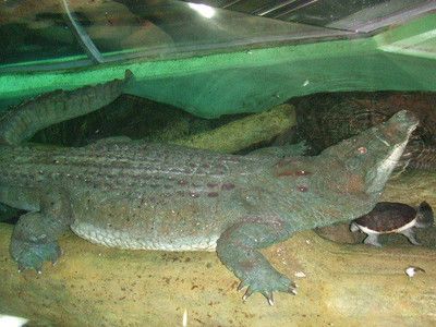 韶关水族馆vs祥龙鱼场（探讨韶关水族馆与祥龙鱼场之间的差异之前需要明确两者的基本信息） 全国水族馆企业名录 第4张