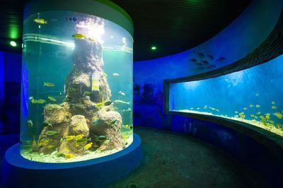 韶关水族馆vs祥龙鱼场（探讨韶关水族馆与祥龙鱼场之间的差异之前需要明确两者的基本信息） 全国水族馆企业名录 第3张